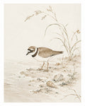 Charming Bird Beach Watercolor Poster, Coastal Nature Wall Art in Japanese Style, Serene Sandpiper Print - corrected 4x5 flat artwork