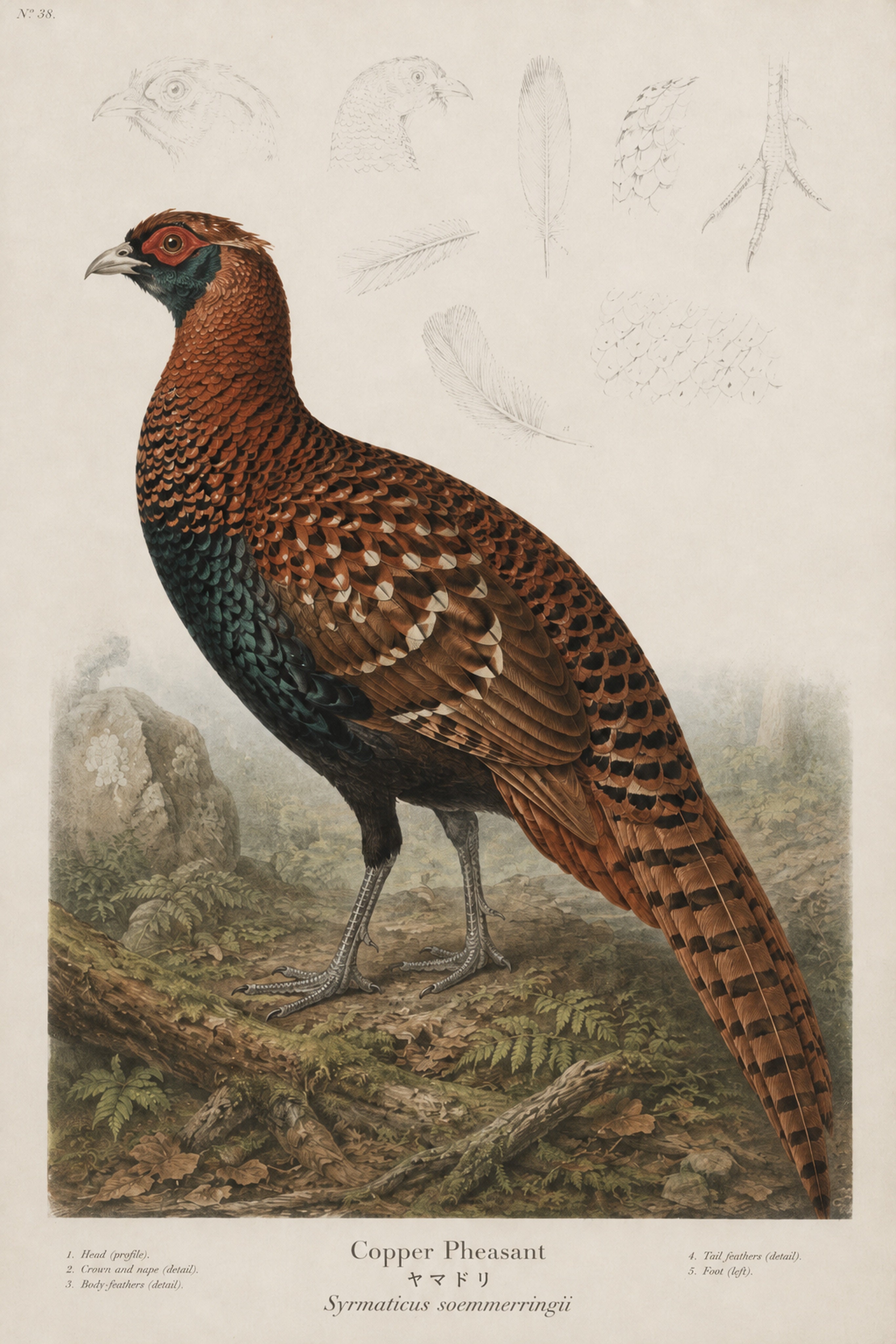 Copper Pheasant Study Japanese inspired poster print for modern wall decor