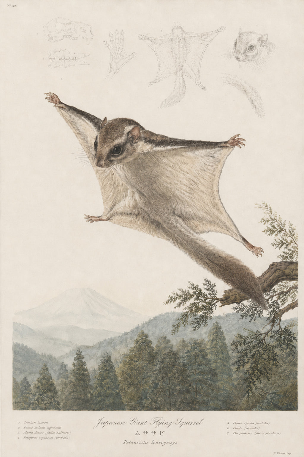 Flying Squirrel Forest Study Japanese inspired poster print for modern wall decor