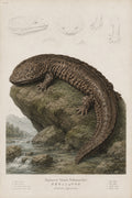 Giant Salamander Study Japanese inspired poster print for modern wall decor