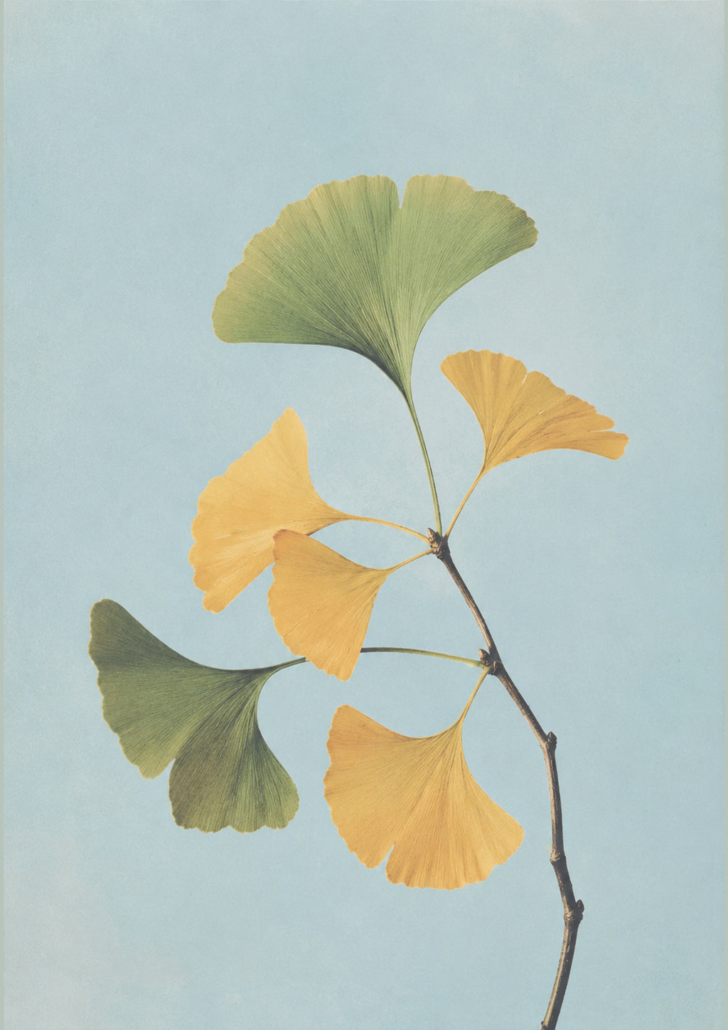Ginkgo Branch Botanical Japanese inspired poster print for modern wall decor