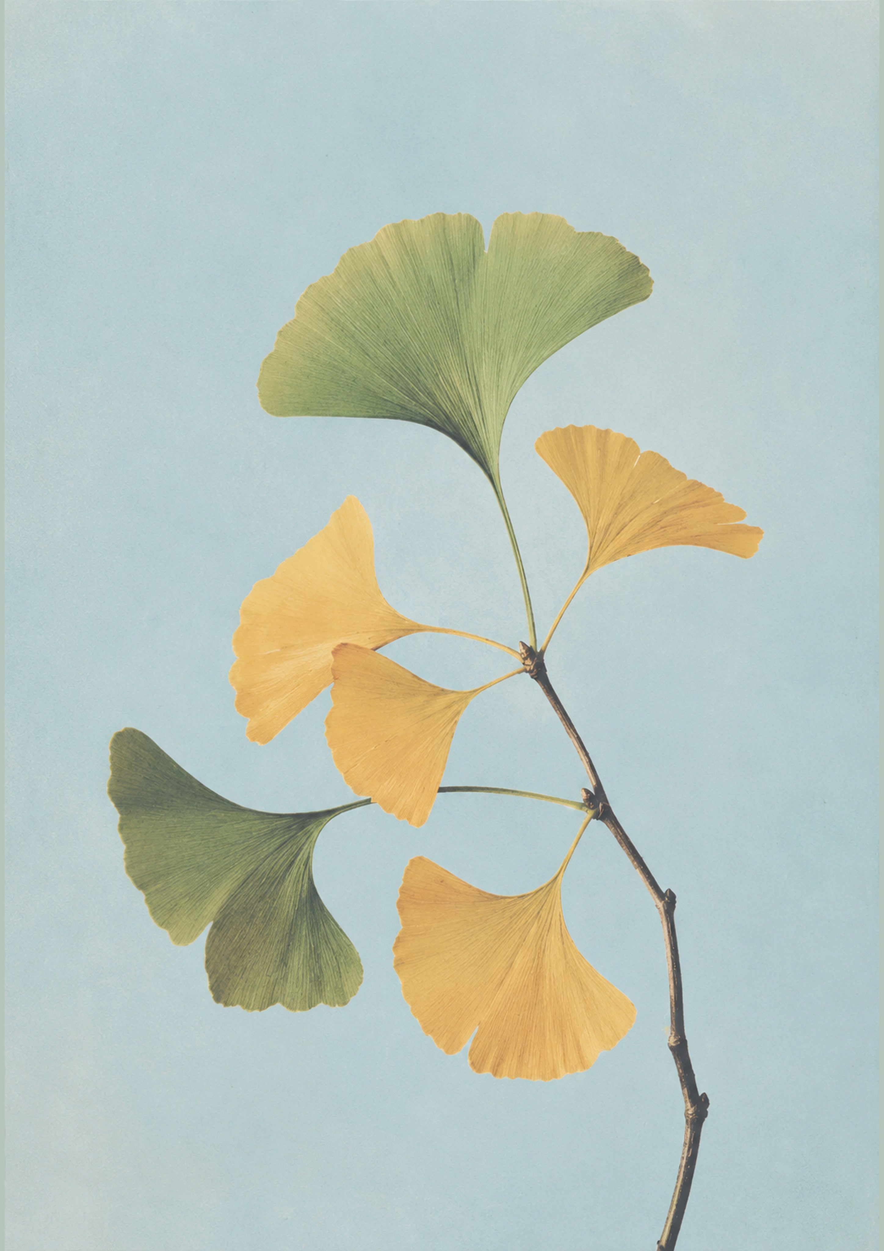 Ginkgo Branch Botanical Japanese inspired poster print for modern wall decor