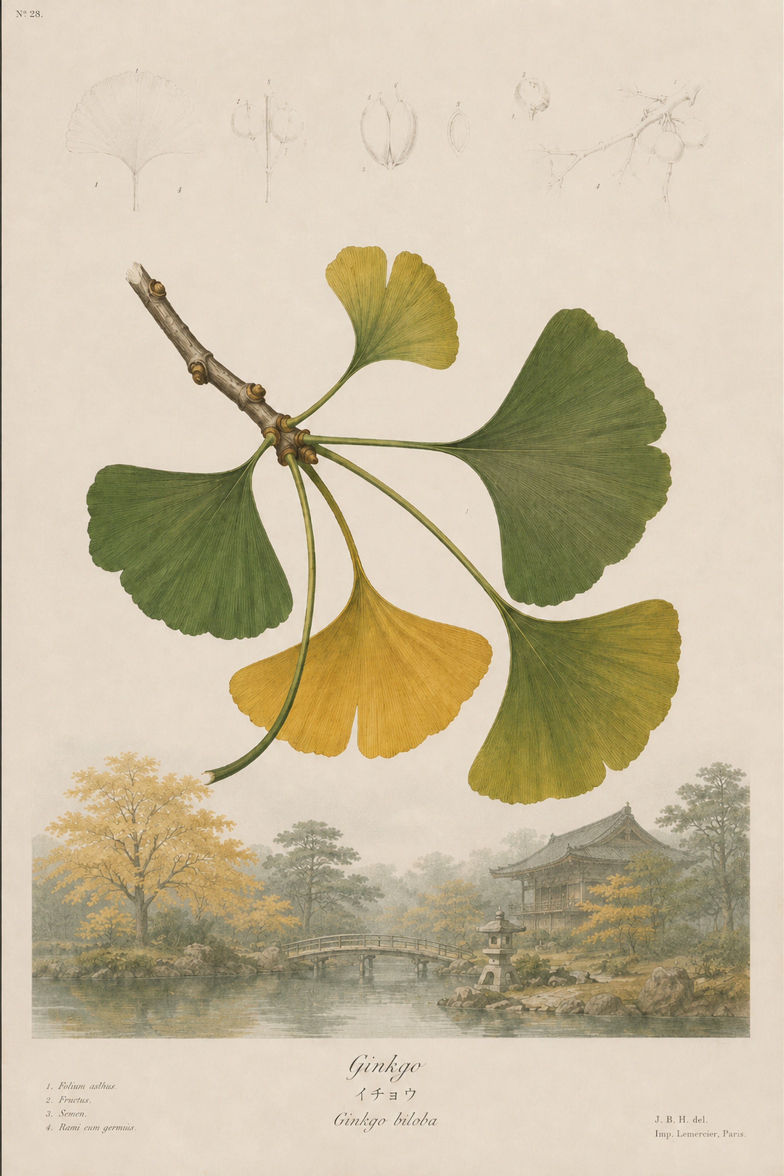 Ginkgo Garden Study Japanese inspired poster print for modern wall decor