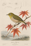 Mejiro Maple Study Japanese inspired poster print for modern wall decor