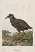 Okinawa Rail Grass Study Japanese inspired poster print for modern wall decor