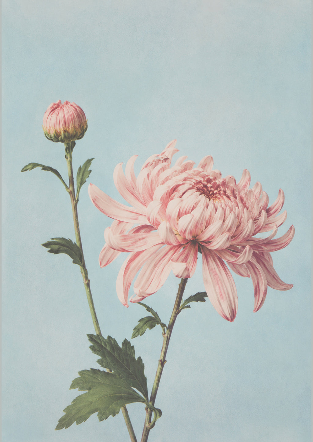 Pink Chrysanthemum Botanical Poster, Japanese Floral Wall Art Print