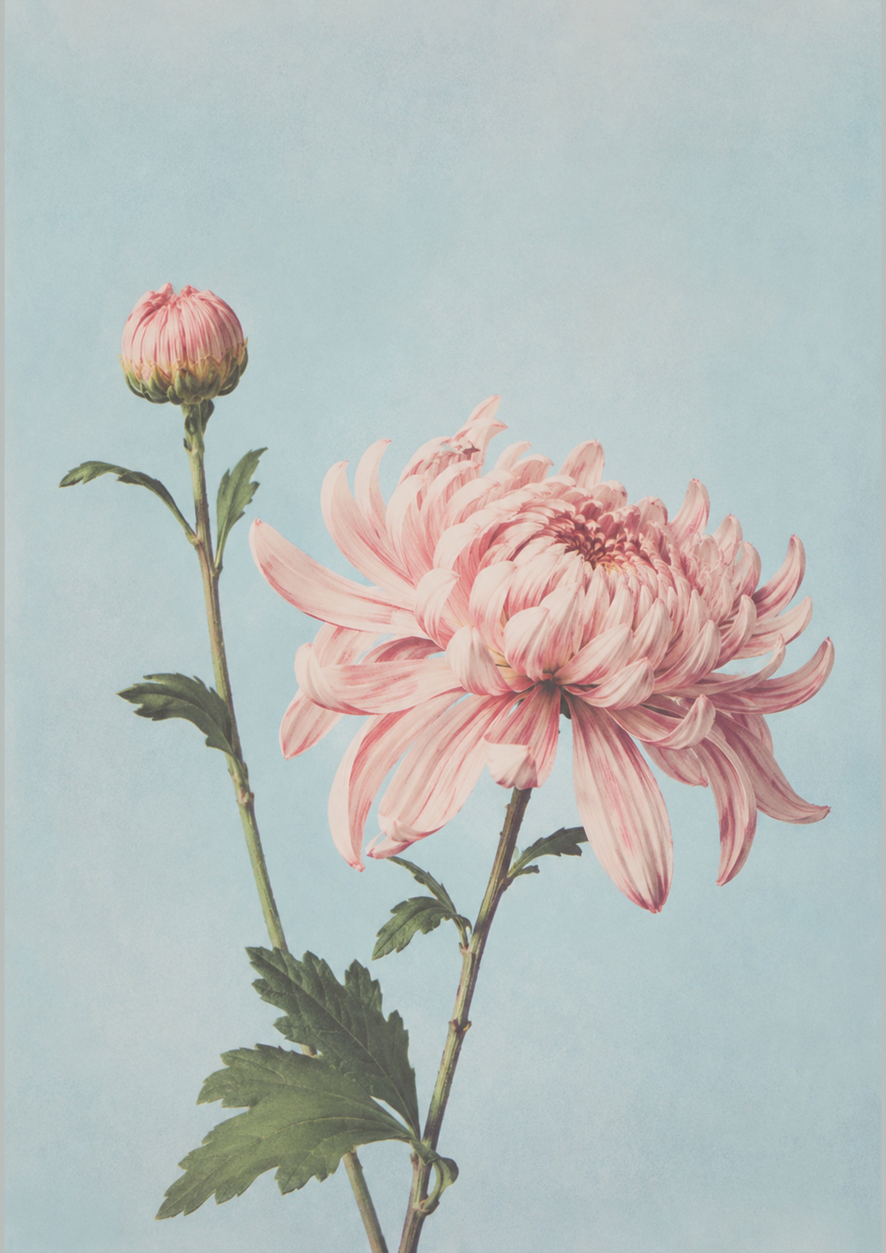 Pink Chrysanthemum Botanical Poster, Japanese Floral Wall Art Print