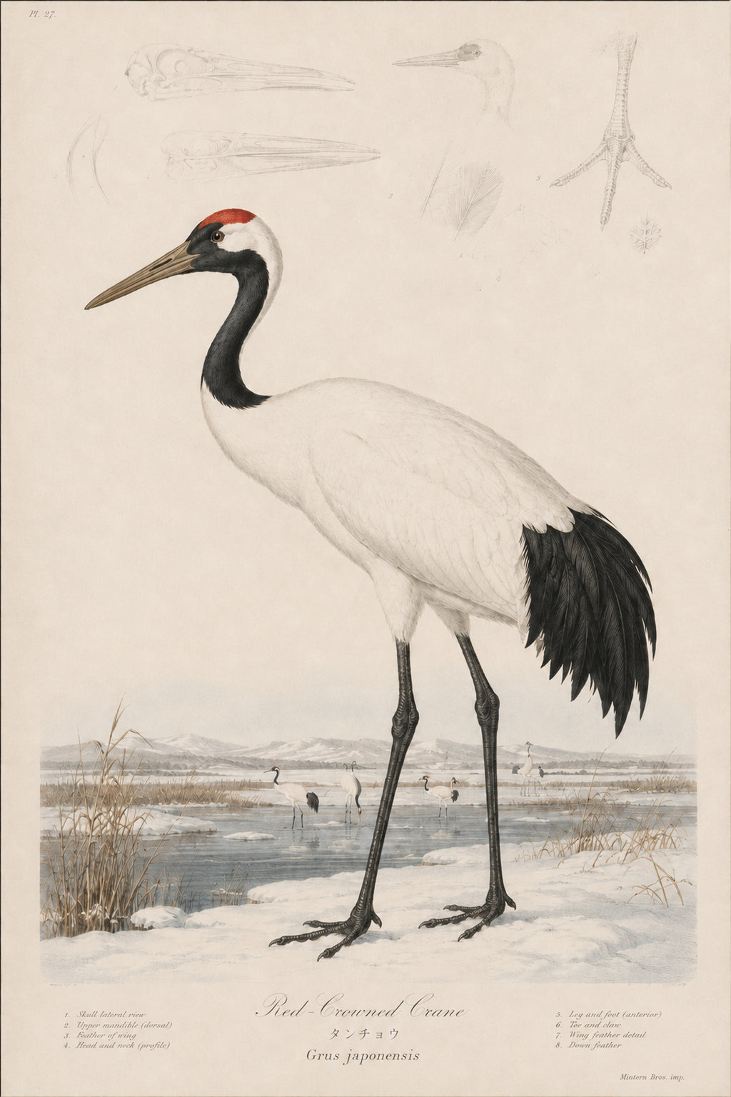 Red Crowned Crane Study Japanese inspired poster print for modern wall decor