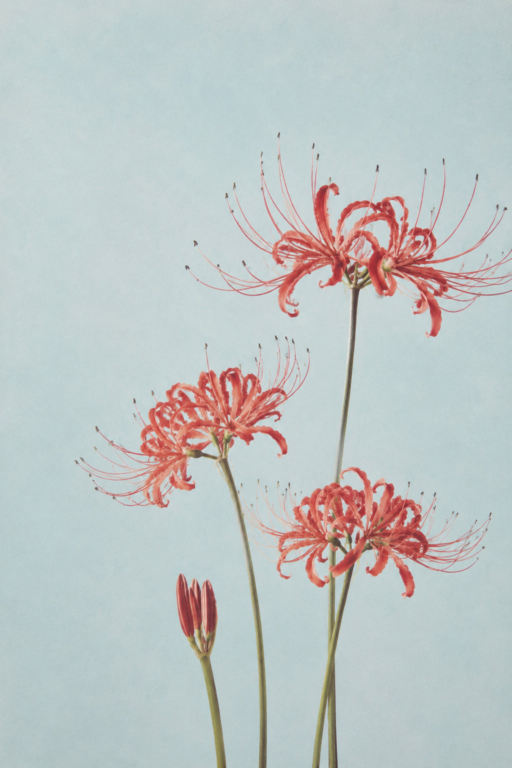 Red Spider Lily Botanical Japanese inspired poster print for modern wall decor