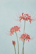 Red Spider Lily Botanical Japanese inspired poster print for modern wall decor