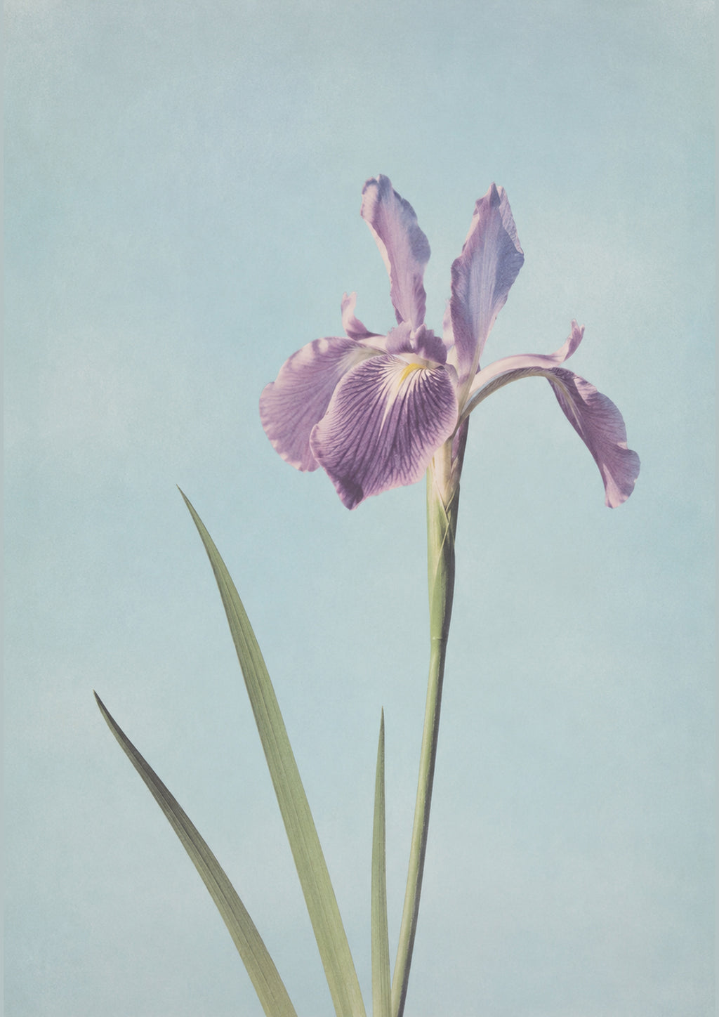 Purple Iris Botanical Japanese inspired poster print for modern wall decor