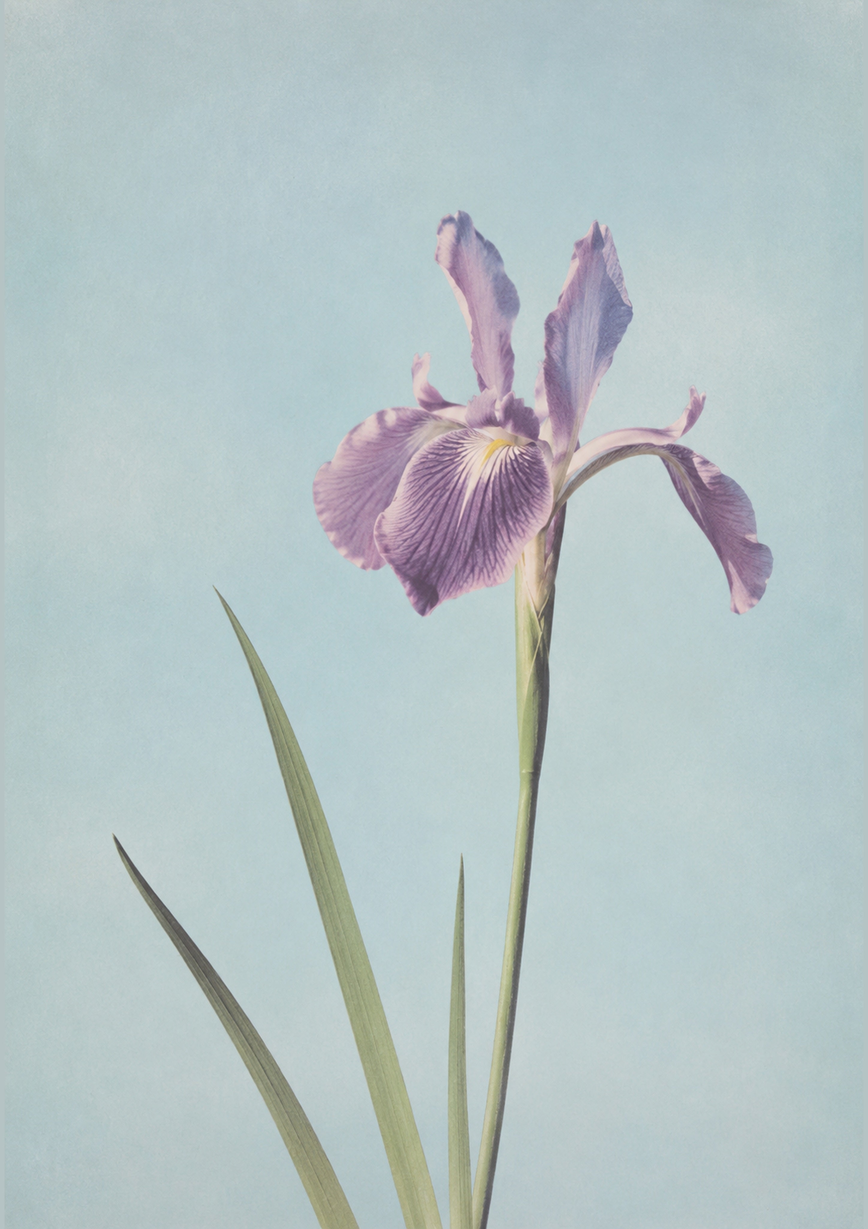 Purple Iris Botanical Japanese inspired poster print for modern wall decor