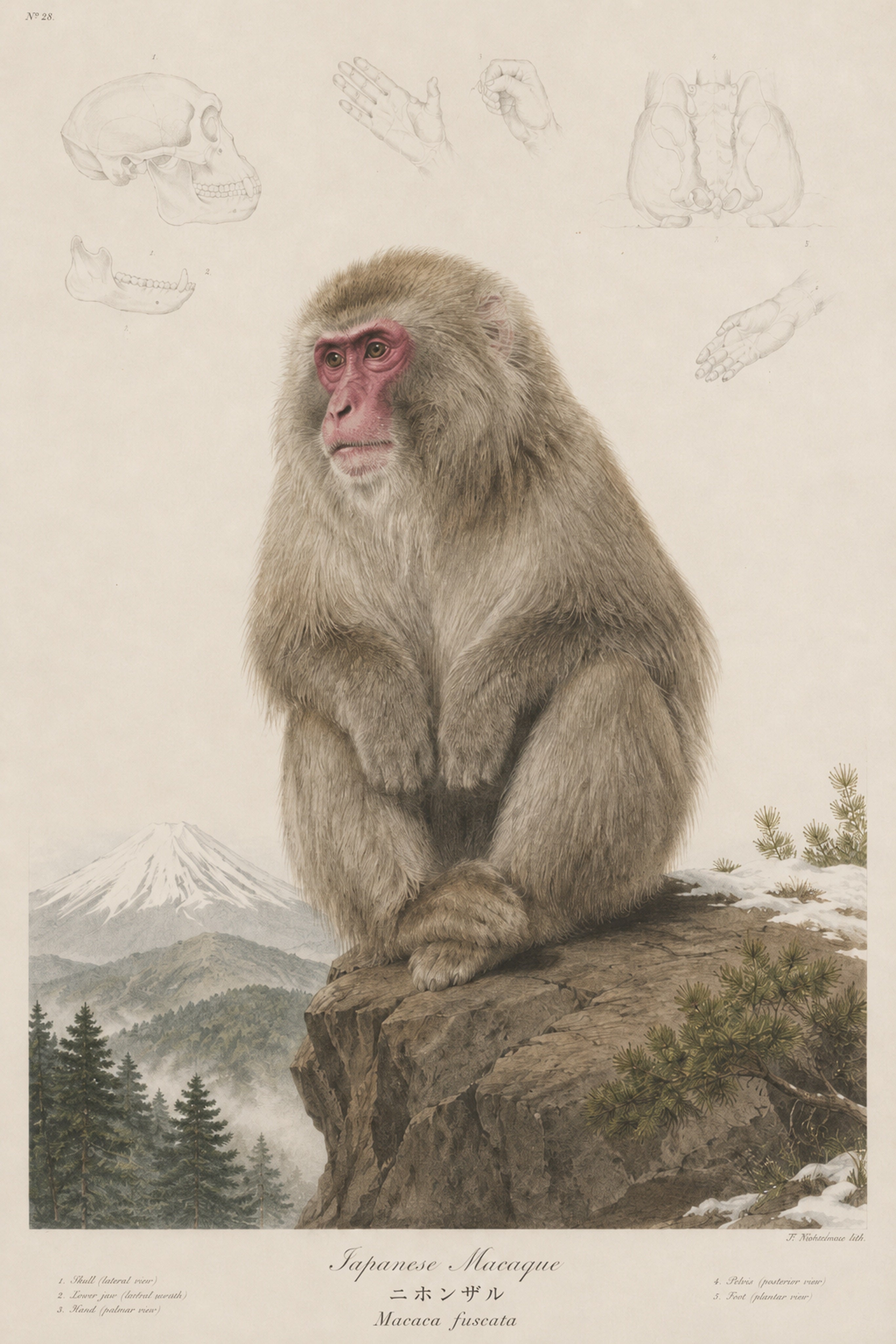 Snow Monkey Mountain Study Japanese inspired poster print for modern wall decor