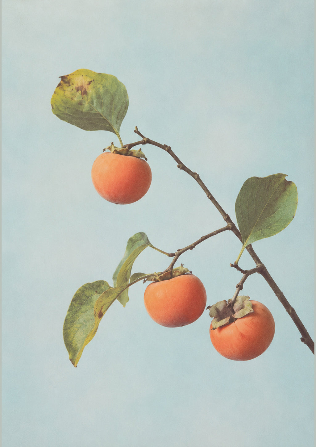 Persimmon Branch Botanical Japanese inspired poster print for modern wall decor