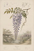 Wisteria Garden Study Japanese inspired poster print for modern wall decor
