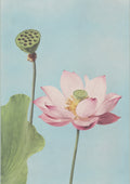 Lotus Bloom Botanical Japanese inspired poster print for modern wall decor