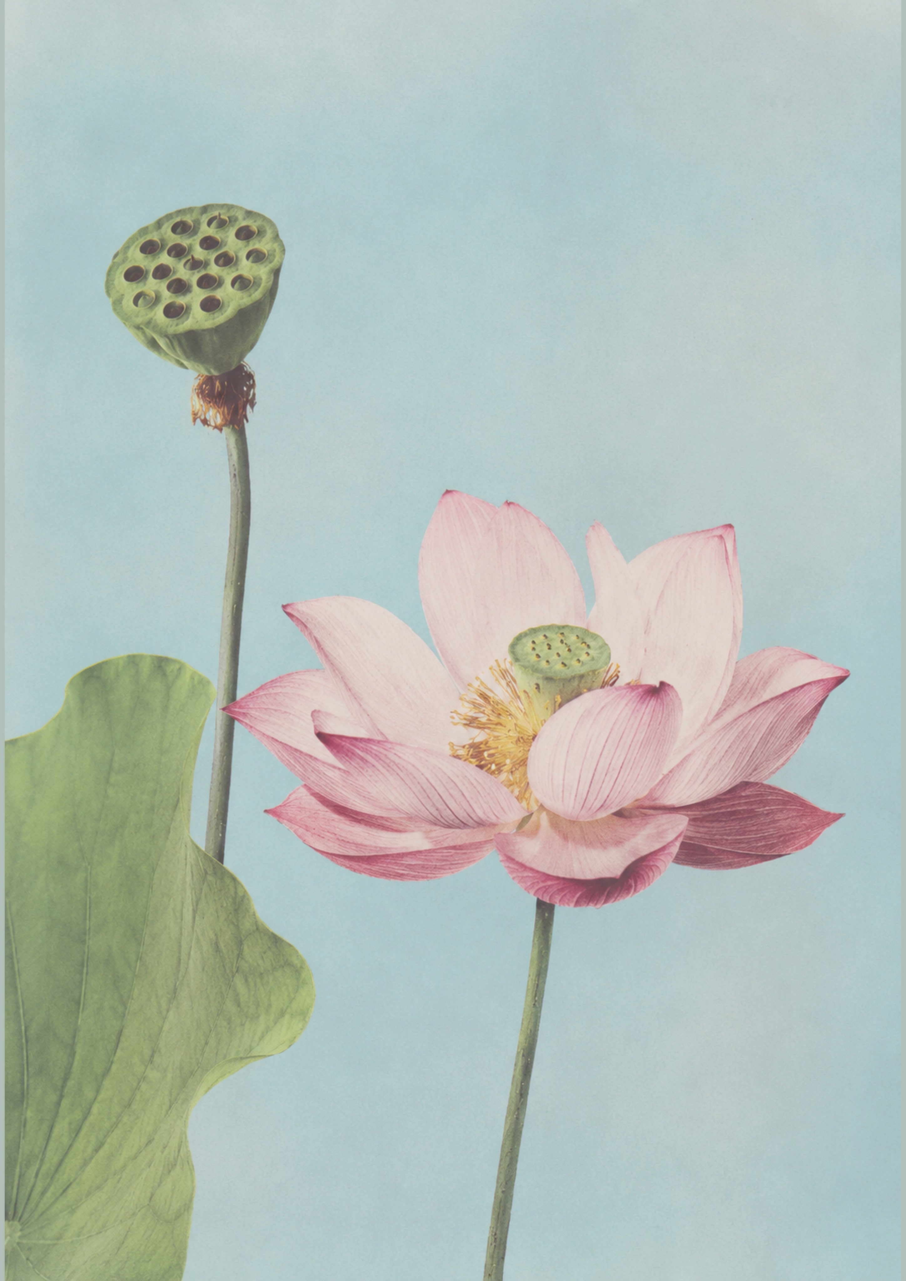 Lotus Bloom Botanical Japanese inspired poster print for modern wall decor